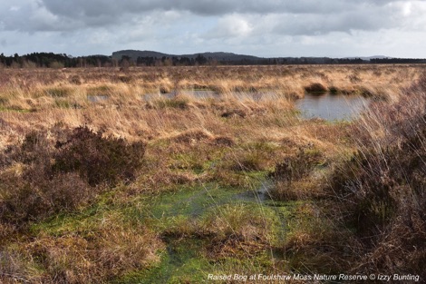 Peat bog at Foulshaw Moss Nature Reserve, Cumbria